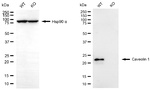 Caveolin 1 Antibody in Western Blot (WB)