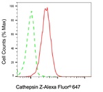 Cathepsin Z Antibody in Flow Cytometry (Flow)