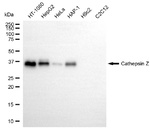 Cathepsin Z Recombinant Rabbit Monoclonal Antibody (25GB4255)