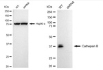 Cathepsin B Antibody in Western Blot (WB)