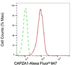 CAPZA1 Antibody in Flow Cytometry (Flow)