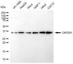 CAPZA1 Monoclonal Antibody (24GB7905)