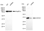 CAPZA1 Antibody in Western Blot (WB)