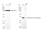CAMLG Antibody in Western Blot (WB)