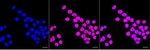 CaMKIV Recombinant Rabbit Monoclonal Antibody (25GB4185)