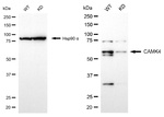 CaMKIV Antibody in Western Blot (WB)