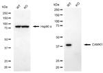 CaMKI Antibody in Western Blot (WB)