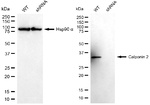 Calponin 2 Antibody in Western Blot (WB)