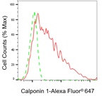 Calponin 1 Antibody in Flow Cytometry (Flow)