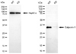Calponin 1 Antibody in Western Blot (WB)