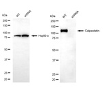 Calpastatin Antibody in Western Blot (WB)
