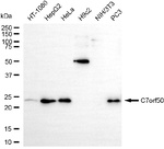 C7orf50 Antibody in Western Blot (WB)