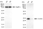 C7orf50 Antibody in Western Blot (WB)