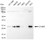 C7orf50 Antibody in Western Blot (WB)