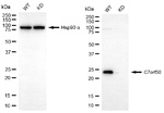 C7orf50 Antibody in Western Blot (WB)