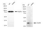 C3orf38 Antibody in Western Blot (WB)