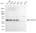 C21orf59 Antibody in Western Blot (WB)
