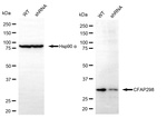 C21orf59 Antibody in Western Blot (WB)