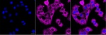 C17orf58 Monoclonal Antibody (25GB3975)
