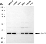 C17orf58 Antibody in Western Blot (WB)