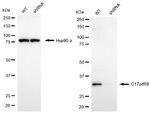 C17orf58 Antibody in Western Blot (WB)