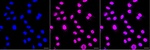 Bub3 Antibody in Immunocytochemistry (ICC/IF)