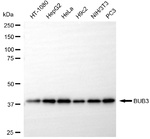Bub3 Antibody in Western Blot (WB)