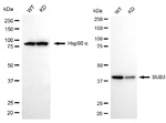 Bub3 Antibody in Western Blot (WB)