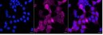 Bub1 Recombinant Rabbit Monoclonal Antibody (25GB3065)