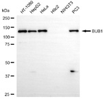 Bub1 Antibody in Western Blot (WB)