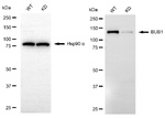 Bub1 Antibody in Western Blot (WB)