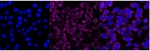 BTF3 Antibody in Immunocytochemistry (ICC/IF)