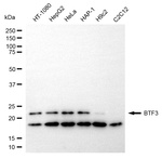 BTF3 Antibody in Western Blot (WB)