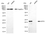 BTF3 Antibody in Western Blot (WB)