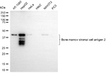 BST-2 Antibody in Western Blot (WB)