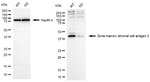 BST-2 Antibody in Western Blot (WB)