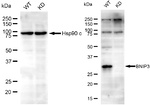 BNIP3 Antibody in Western Blot (WB)