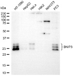 BNIP3 Antibody in Western Blot (WB)