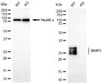 BNIP3 Antibody in Western Blot (WB)