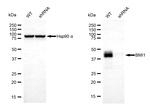 BMI-1 Antibody in Western Blot (WB)