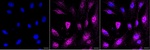 BMAL1 Monoclonal Antibody (24GB5560)