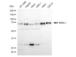 BMAL1 Antibody in Western Blot (WB)