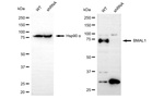 BMAL1 Antibody in Western Blot (WB)