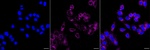 Bim Recombinant Rabbit Monoclonal Antibody (25GB610)