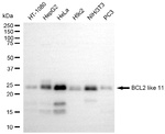 Bim Antibody in Western Blot (WB)