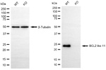 Bim Antibody in Western Blot (WB)