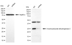 BDH2 Antibody in Western Blot (WB)