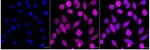 Bcl-10 Antibody in Immunocytochemistry (ICC/IF)