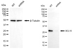 Bcl-10 Antibody in Western Blot (WB)