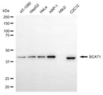 BCAT1 Antibody in Western Blot (WB)